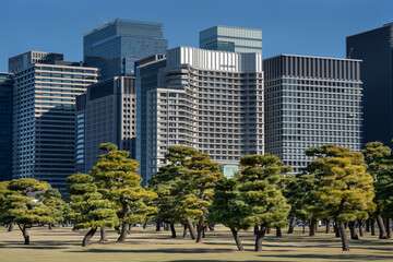 Pine trees in outer garden Imperial Palace with high building skyscrapers background, Tokyo, Japan.