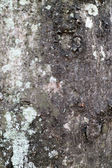 The texture of a tree bark covered in fungus spots, with the dominant colors being black and white