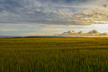 Scenic Sunset Over a Scottish Wheat Field