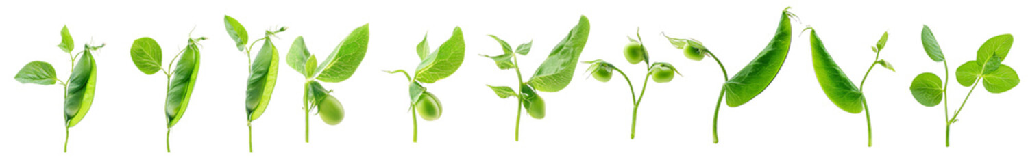 Obraz premium Green leaves in various stages of growth on transparency background