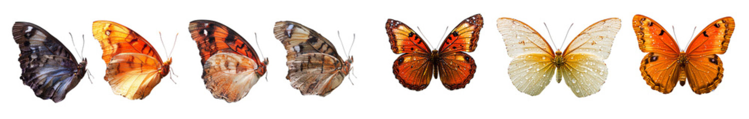Butterflies in various stages of transformation, showcasing vibrant colors