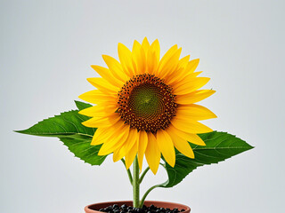 Obraz premium A yellow sunflower in a potted plant on a white background