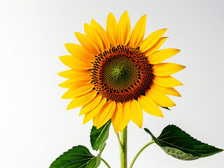 Fototapeta premium A yellow sunflower in a potted plant on a white background