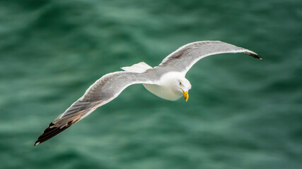 Seagull in Flight Over the Rippling Waves