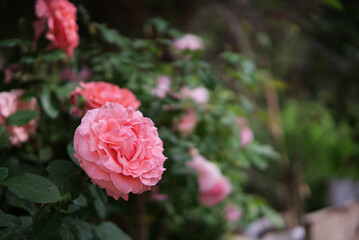 Pink rose, clear focus, blurred background in a flower garden