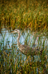 Grey Heron Ardea Cinerea Fishing Amidst the Reads