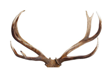 Fototapeta premium Deer antlers on isolated background