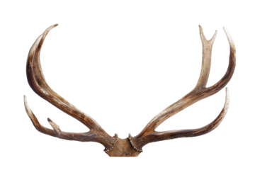 Deer antlers on isolated background
