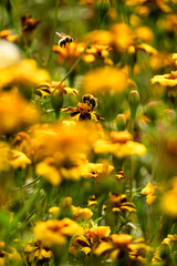 Bumblebees Pollinating Vibrant Striped French Marigold Flowers in a Summer Garden