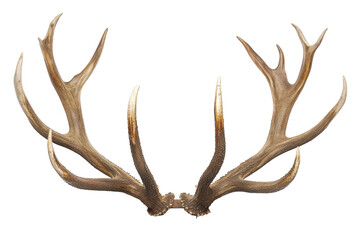 Deer antlers on isolated background