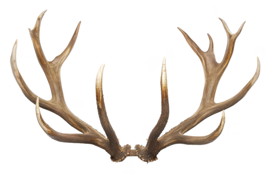 Deer antlers on isolated background