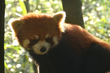 Obraz premium red panda or shining cat on tree in forest of China