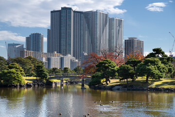 Fototapeta premium Japan, Tokyo, Hamarikyu Garden in momiji season.