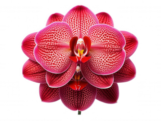 Stunning Red Phalaenopsis Orchid Bloom, Exquisite Petals, Vibrant Spots