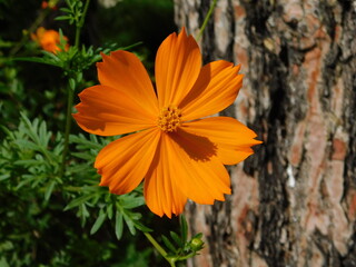 Cosmos caudatus or the king’s salad, yellow orange flower, in Athens, Greece