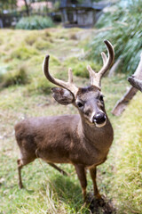 VENADO JOVEN DE COLOR MARRON EN UN ESPACIO VERDE OBSERVANDO