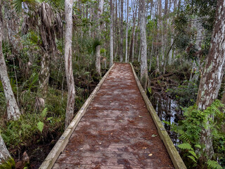 Scenery on the Hog Hammock Trail, Florida