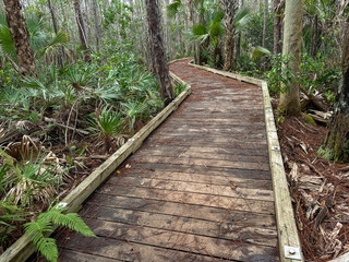 Scenery on the Hog Hammock Trail, Florida