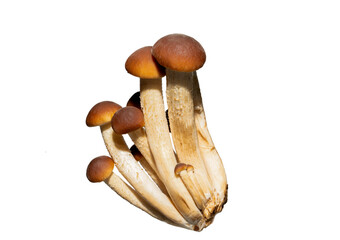 Honey mushrooms isolated on white background 