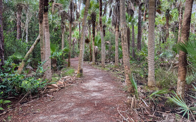 Obraz premium Scenery on the Hog Hammock Trail, Florida