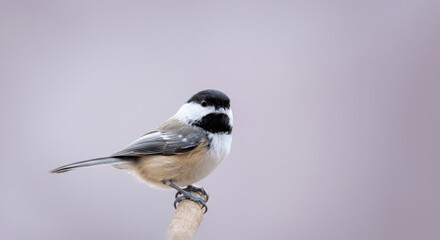 Chickadee perched on branch against soft gray background in winter scene
