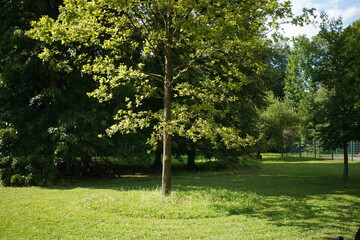 arbre dans parc vert plante