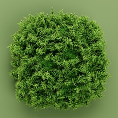 Realistic 3D Render of Moss
