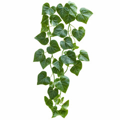 Green Vine Illustration