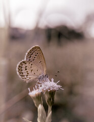 close up or macro photo of a butterfly perched on a flower