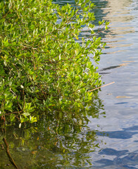 Hawaiian Mangrove Bush Growing on the Edge of the Ala Wai Channel in Waikiki, Hawaii.