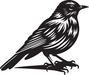 Fototapeta premium American Robin Bird Silhouette Vector Design