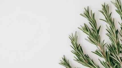 Fresh rosemary sprigs on a white background showcasing vibrant green leaves ideal for culinary and herbal presentations