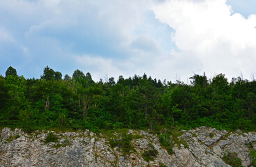 Forest on a rock
