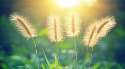 Obraz premium Golden grass heads illuminated by sunlight in a vintage style with selective focus highlighting natural beauty and tranquil atmosphere.