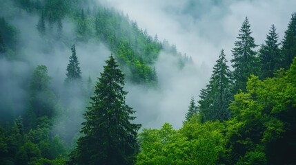 Fototapeta premium Lush green forest enveloped in fog creating a tranquil and serene atmosphere with varying shades of greenery and misty ambiance.