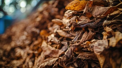 Dried tobacco leaves arranged in piles for processing into raw material for cigarette production