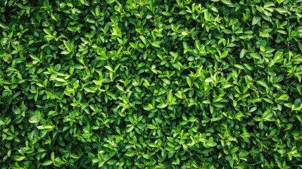 Fototapeta premium Vibrant Close-Up of Thuya Foliage Showcasing Rich Green Leaves Perfect for Nature and Environmental Backgrounds