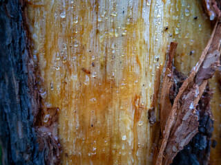 The bark on the pine trunk has been stripped off. Drops of resin appeared on the wood. Natural wood...