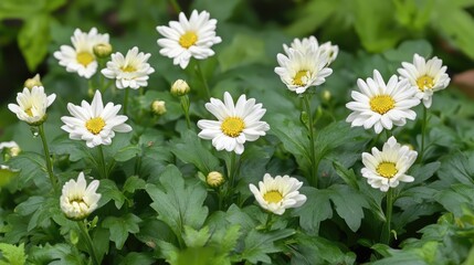 Fototapeta premium Chrysanthemum flowers in full bloom showcasing vibrant white petals and yellow centers among lush green foliage in a garden setting