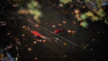 time lapse of cars moving in the city