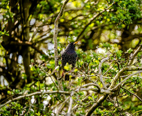 European Starling (Sturnus vulgaris) In The Trees