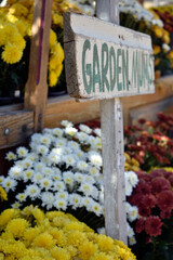 Garden Mums Display