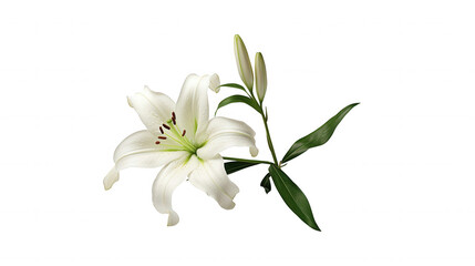 Obraz premium Elegant White Lily Flower, Funeral Bloom, Sympathy Gift, Black Background