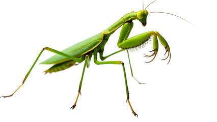 Graceful Praying Mantis in Natural Stance
