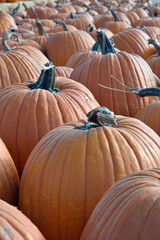 Close-Up of Autumn Pumpkins