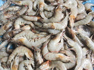 Shrimp. Fresh raw shrimps at the market for sell. Heap of prawns with top view. Shrimp pattern, prawn texture.