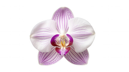 Fototapeta premium Elegant Purple and White Phalaenopsis Orchid Flower Bloom