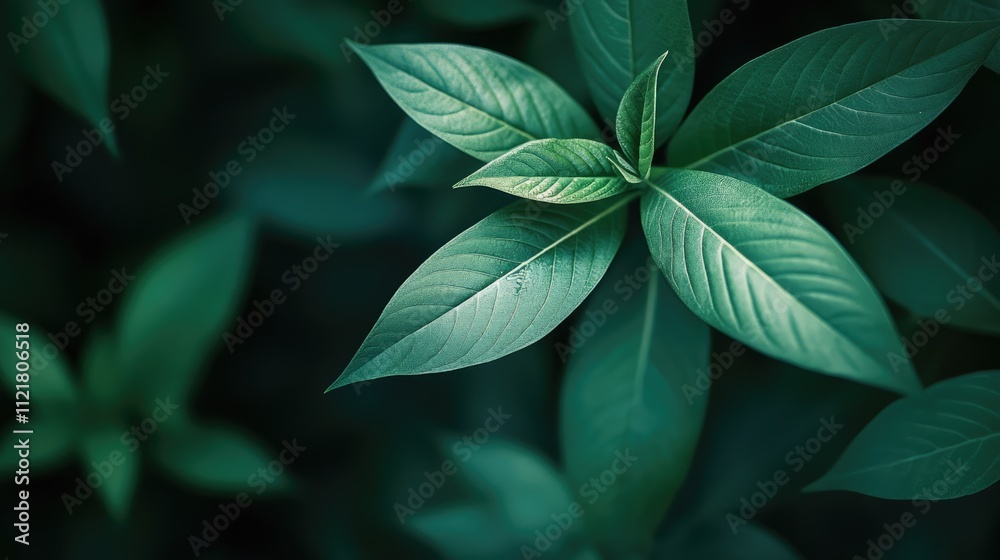 Aufkleber Tobacco plantation lush green leaves macro close up with soft focus and artificial grain texture for aesthetic depth and detail