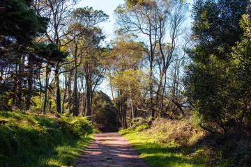 Path in the forest with trees on the sides and a blue sky