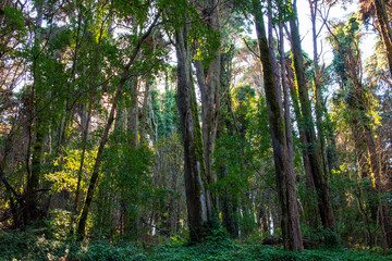 Fototapeta premium Tropical forest at Doi Inthanon National Park, Thailand.